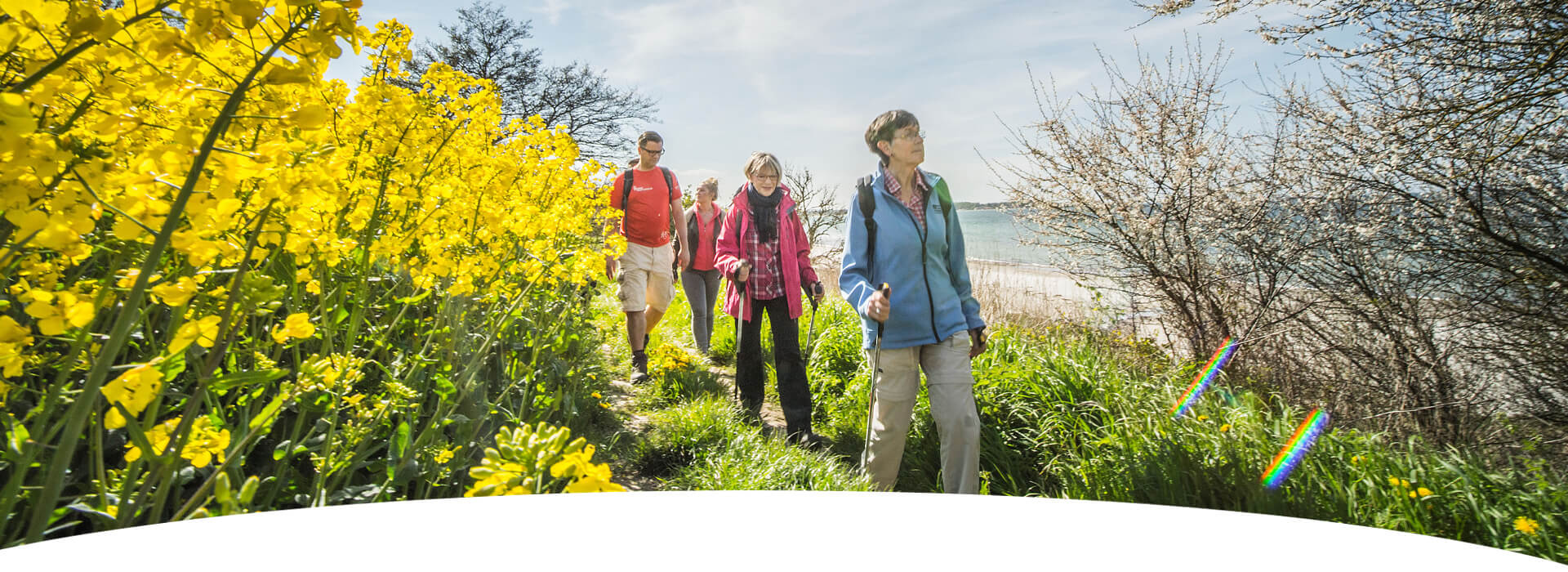 eine Wandergruppe an der Steilküste neben Rapsfeldern an einem sonnigen Tag